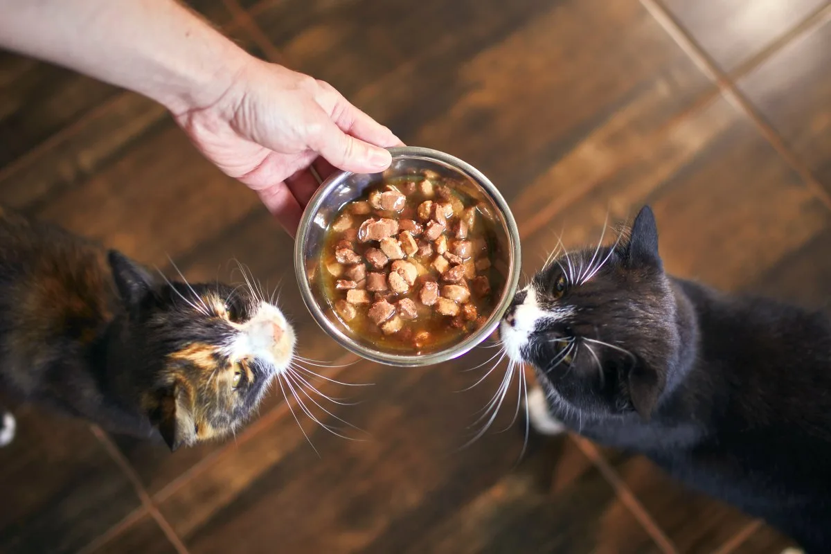 Jakie karmy dla kotów z wrażliwymi żołądkami są najlepszą opcją